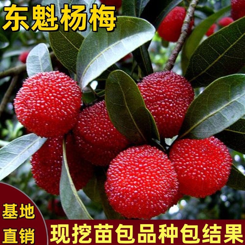 东魁杨梅树苗正宗嫁接矮化特大杨梅苗南北方种植盆栽地栽当年结果