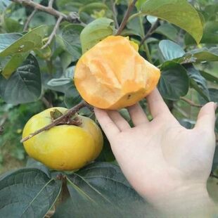 正宗太秋甜柿树苗嫁接无籽无核脆甜水果柿子苗南北方种植当年结果