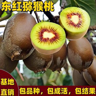 东红猕猴桃树苗南方北方庭院爬盆栽藤矮化嫁接红心奇异果当年结果
