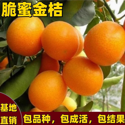脆蜜金桔树苗南北方庭院盆带土栽