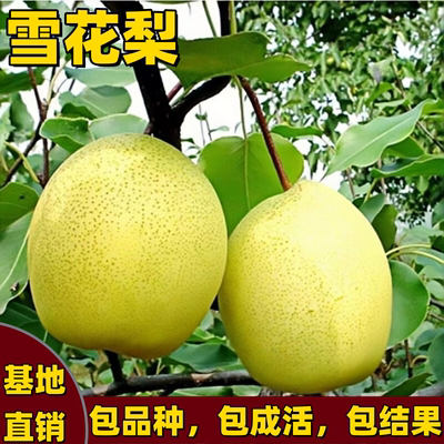 正宗雪花梨树苗矮化特大果香酥脆
