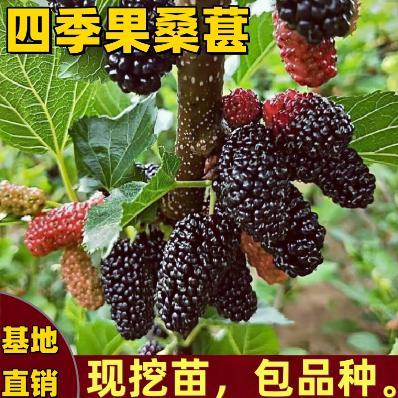 四季果桑葚树苗南北方庭院盆栽地栽嫁接桑葚果树果苗大果当年结果