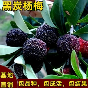 黑炭杨梅树苗嫁接果树耐寒南方北方庭院种植盆栽地栽大果当年结果