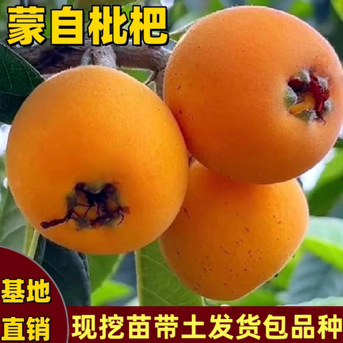 蒙自枇杷树苗阳台盆栽超大果耐热