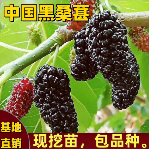 中国黑桑苗庭院盆栽嫁接特大果苗