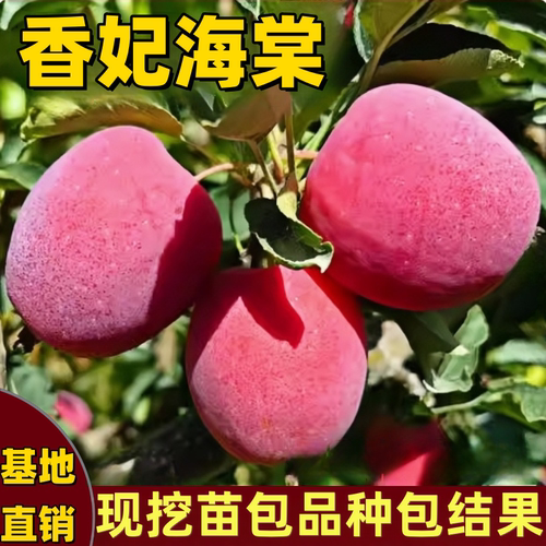 香妃海棠苹果树苗南北方庭院地栽盆栽冰糖心鸡心耐寒矮化当年结果