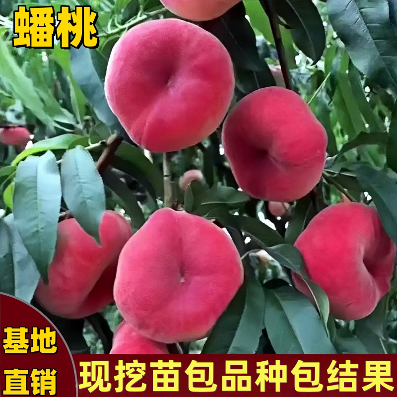 蟠桃树苗南北方嫁接脆甜庭院种植图片