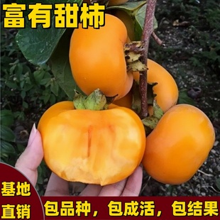 富有甜柿子树苗南北方庭院盆栽地栽嫁接脆甜柿子树苗带土球当年结