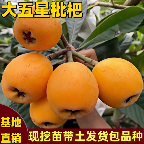 五星枇杷树苗大果耐寒南北方种植