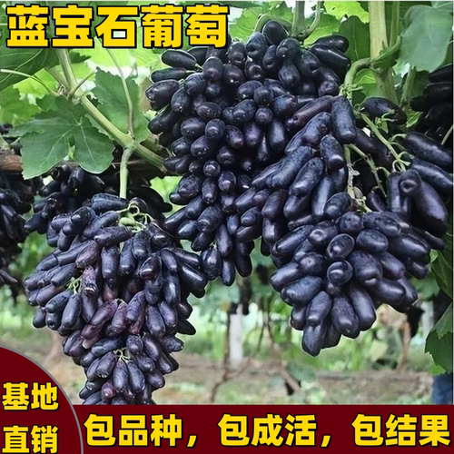 蓝宝石葡萄树苗南北方耐寒无籽