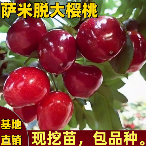 萨米脱樱桃树苗南方北方庭院盆栽