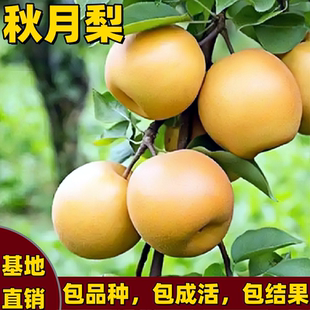 秋月梨树苗嫁接脆甜多特大果汁秋月梨苗南方北方种植耐寒当年结果