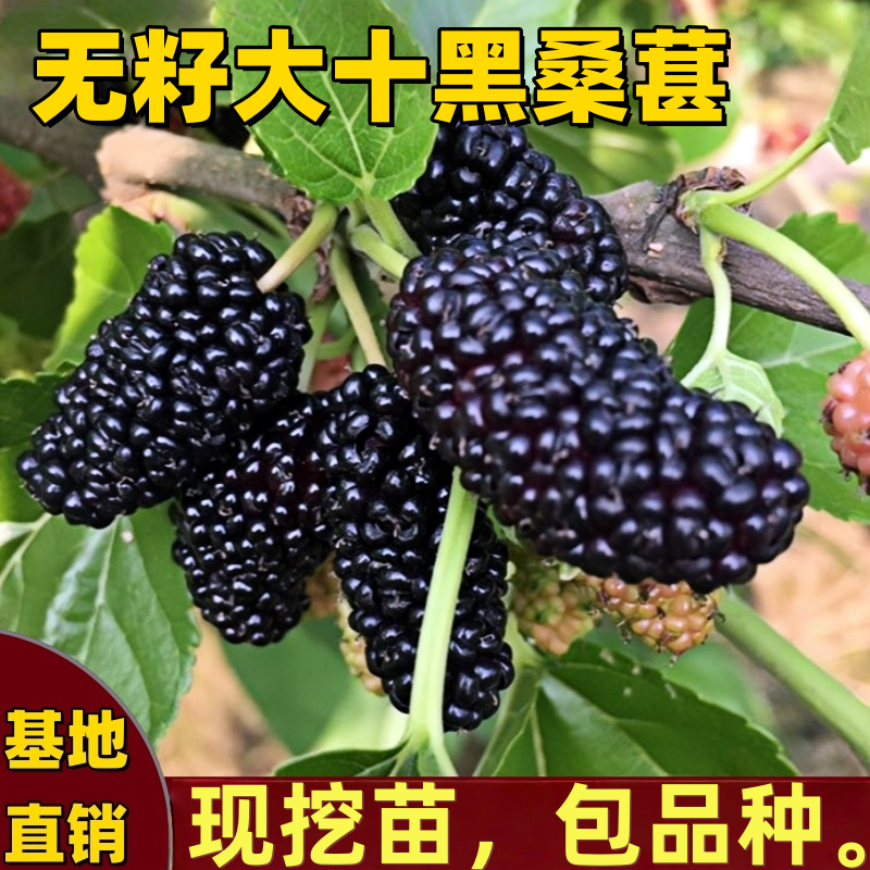 无籽大十黑桑葚树苗南北方地栽盆栽种植特大果嫁接桑树苗当年结果