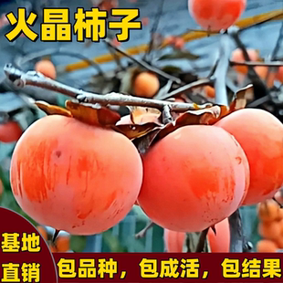 火晶柿子树苗南方北方庭院盆栽耐寒嫁接火晶水晶柿子树苗当年结果