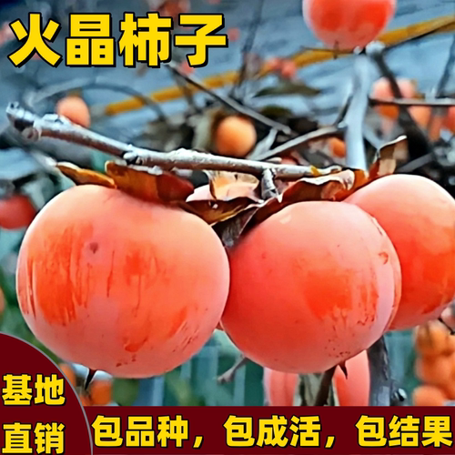 火晶柿子树苗大果带土球庭院盆栽