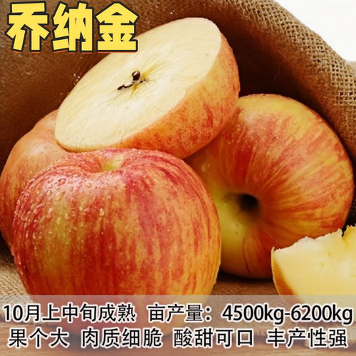 乔金苹果树苗南北方庭院地栽盆栽