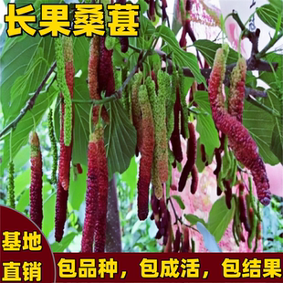 正宗台湾长果桑苗嫁接桑葚树苗南北方种植无籽黑桑果树苗当年结果