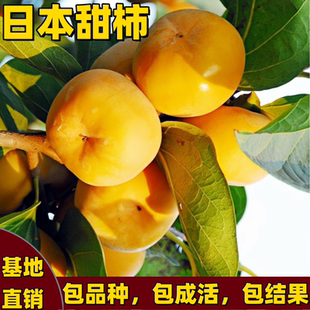 日本次郎甜柿树苗南北方庭院耐寒嫁接特大日本甜柿子树苗当年结果