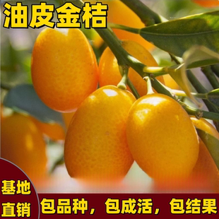 油皮金桔树苗庭院地栽盆栽嫁接柑橘树苗四季可食用带土球当年结果