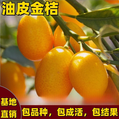 油皮金桔树苗正宗嫁接无籽果树苗