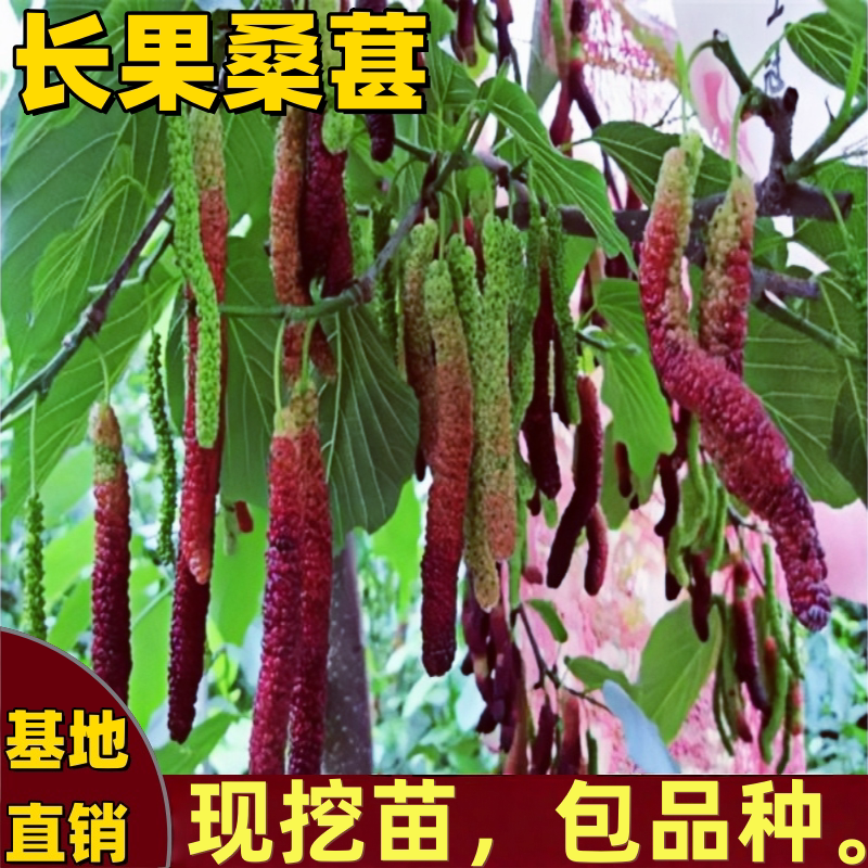 正宗台湾长果桑苗嫁接桑葚树苗南北方种植无籽黑桑果树苗当年结果