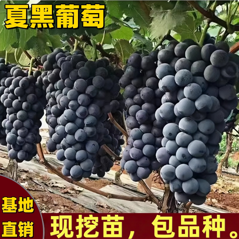 夏黑葡萄树苗南北方庭院耐寒地栽盆栽爬藤果树苗特大无籽当年结果