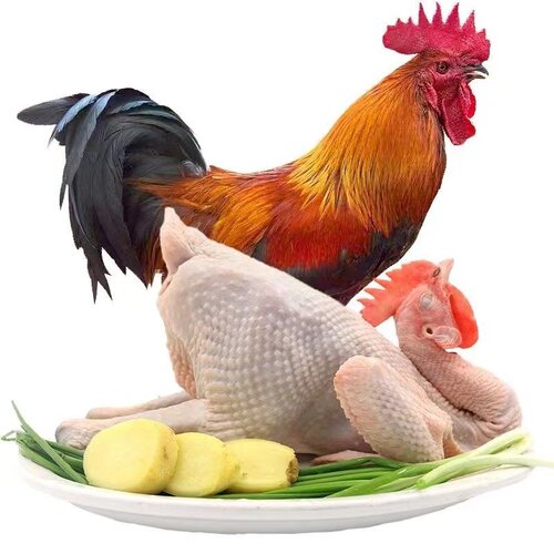 【包邮】正宗散养882大公鸡肉质软糯公鸡笨鸡草鸡整只鲜现杀