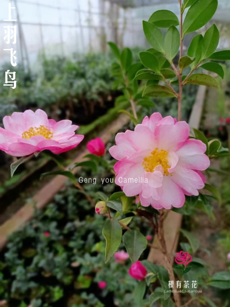 日本茶梅带香味好养带花苞