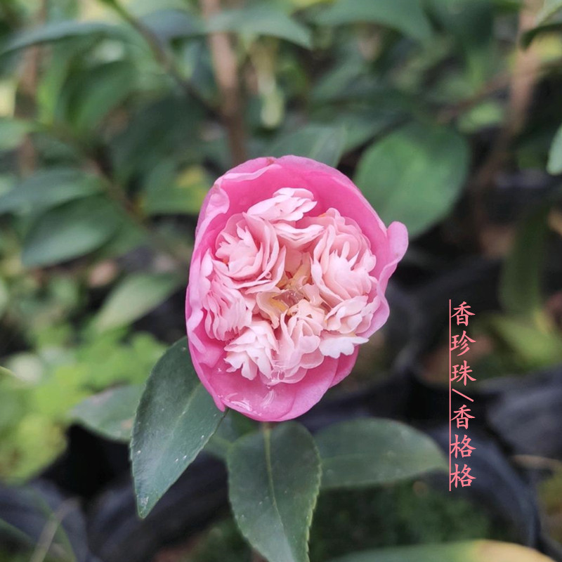 茶梅品种香珍珠港之曙马歇尔财神