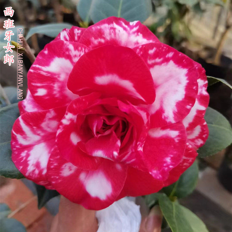 西班牙女郎紫金山斑瑟威利光源氏多色茶花嫁接稀有名贵带花苞包邮
