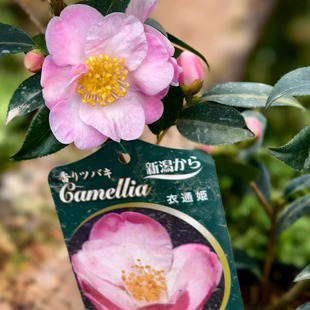 日本山茶花衣通姬丰花带香味当年开花树形紧凑阳台花卉绿植盆栽