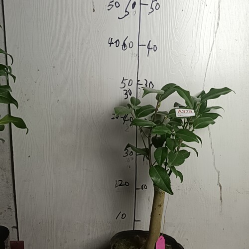 双色羽衣378