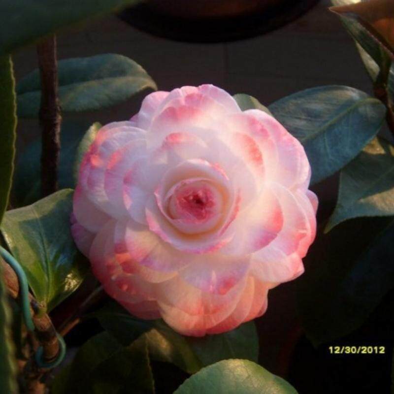 葛蕾丝Grace Albritton 美国山茶品种粉白色小而精致茶花带花苞