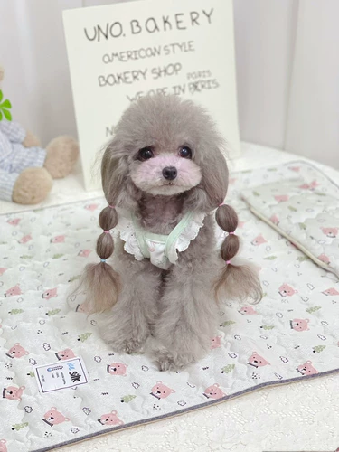 Клейкий рис его унылый медведь натуральное ледяное шелк сидень