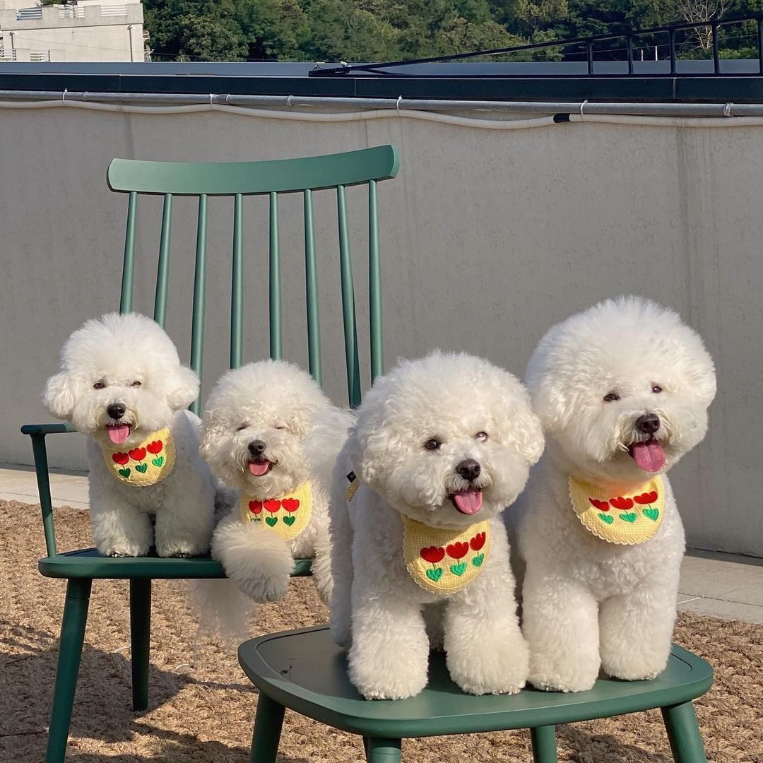 糯米家 INS韩国热卖花朵刺绣狗狗围兜宠物围嘴猫咪围脖格子口水巾,宠物/宠物食品及用品,围巾/口水巾,淘宝优惠券,粉丝福利购,淘宝优惠卷