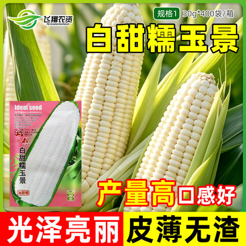 白甜糯玉米种子四季播皮薄无渣非转国审农家高产超甜加糯玉米种子