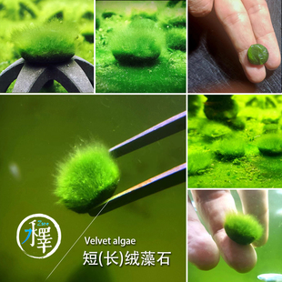 短绒藻长绒藻金鱼缸绿苔绿毛藻绿地毯苏虾藻藻种造景活藻大圣藻石