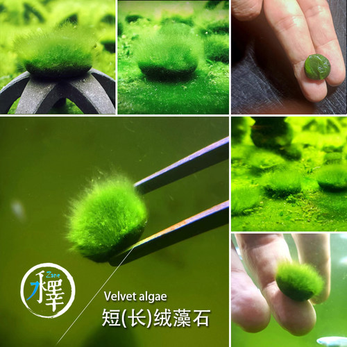 短绒藻长绒藻金鱼缸绿苔绿毛藻绿地毯苏虾藻藻种造景活藻大圣藻石