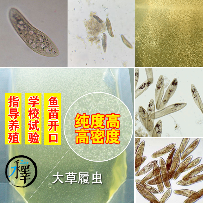 培养液水蚤草履虫干净