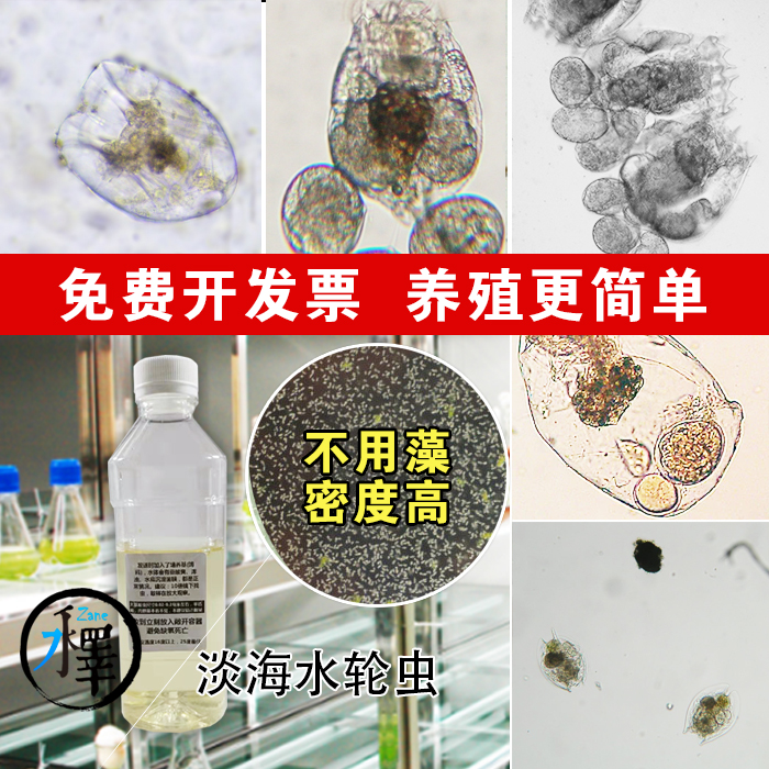 淡海水轮虫水蚤小球藻小丑鱼小鱼开口活体褶皱臂萼花蛭教学实验