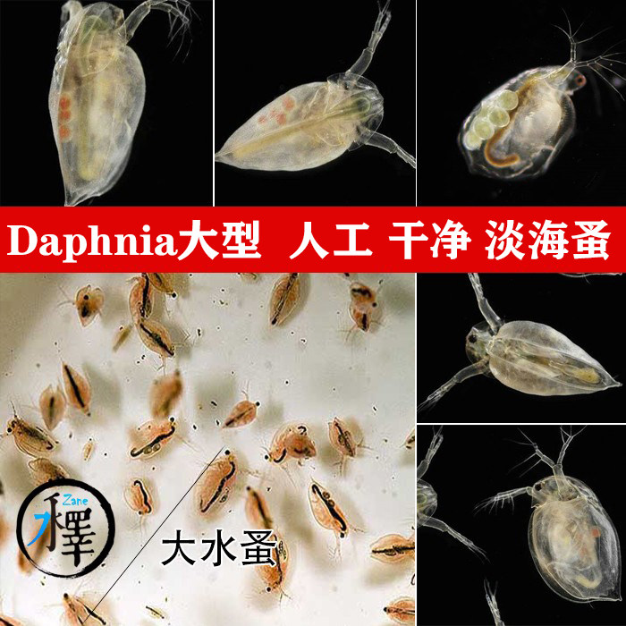 水蚤活体心跳实验人工干净饲料