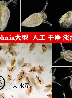 水蚤活体心跳实验人工干净饲料