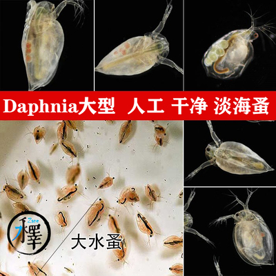 水蚤活体心跳实验人工干净饲料