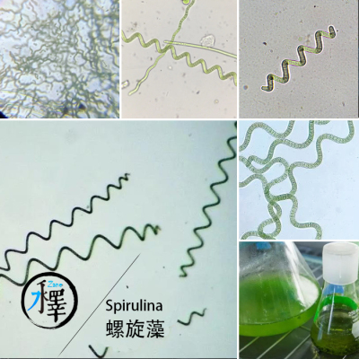 螺旋藻钝顶鱼苗开口观察学习