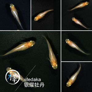 观赏鱼冷水鱼发财鱼风水鱼原生鱼迷你锦鲤观背青鳉锦鳉-银耀牡丹