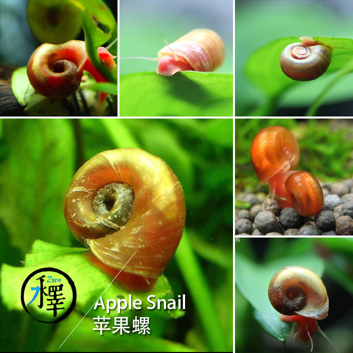 彩蛋螺苹果螺苏螺橙兔羊角螺草缸除藻螺观赏螺工具螺活体宠物