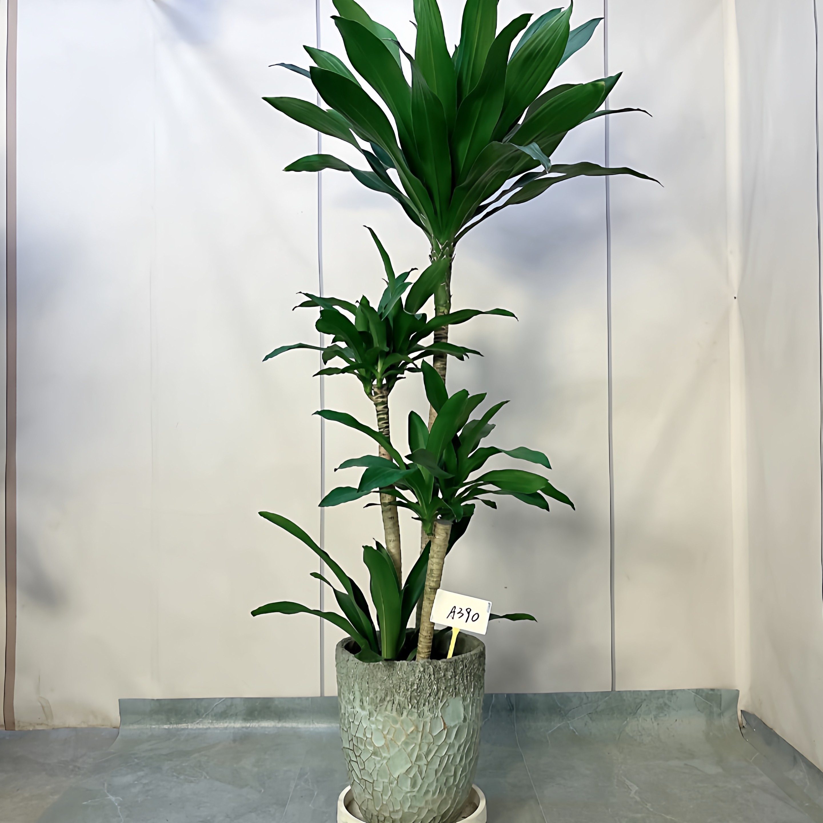 荷花铁青叶大型盆栽客厅绿植网红好养美人铁观叶办公室内大型植物