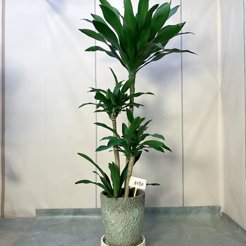 荷花铁美人铁大型盆栽好养