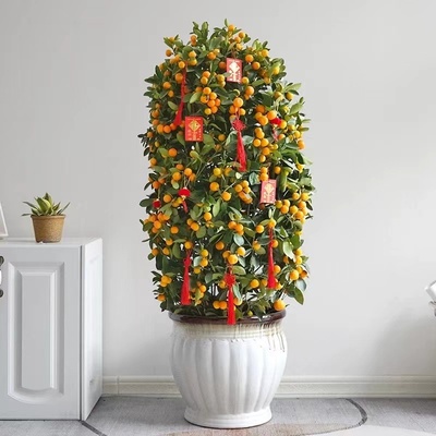 带果金桔树四季橘盆栽