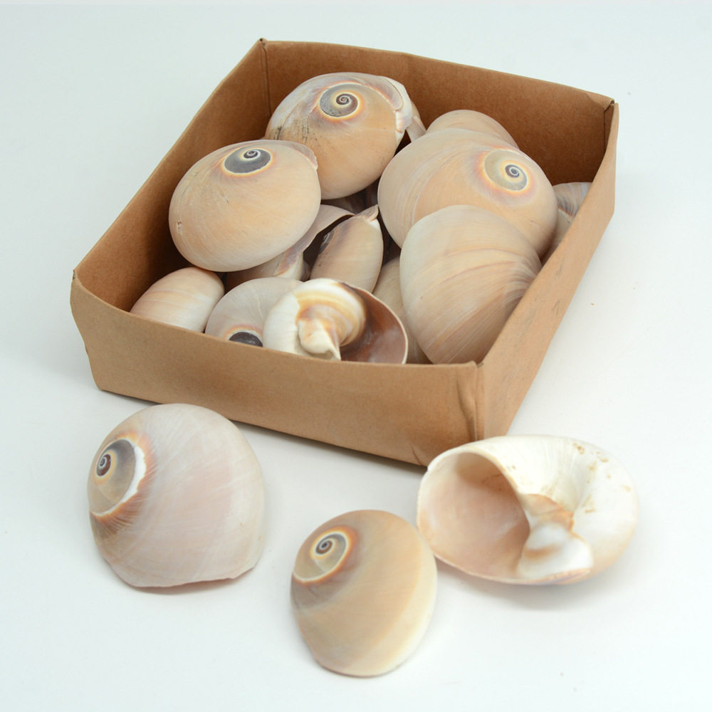 福海人家/香螺礼盒装12*12cm家居装饰品节日礼盒装猫眼贝壳
